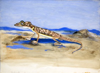 Palmatogecko rangei Anderson, 1928 door Joan Procter